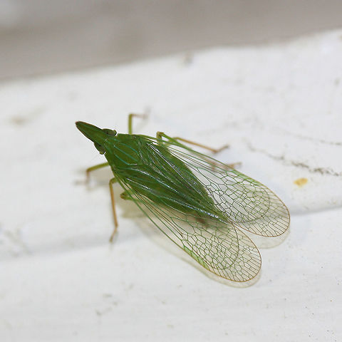 Dictyopharid Planthopper (Rhynchomitra microrhina) At porchlights near a backyard habitat. Geotagged,Rhynchomitra microrhina,Summer,United States