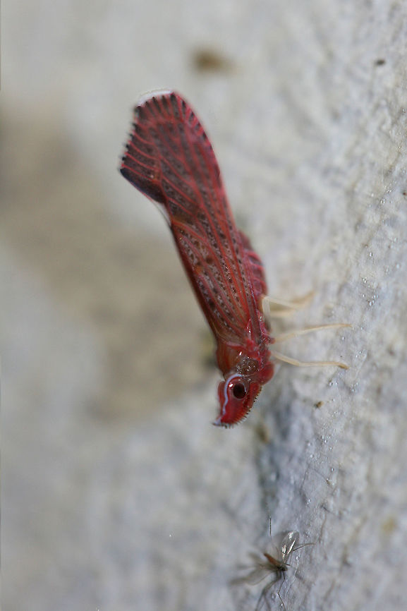Derbid Planthopper (Apache degeeri) Found at my porch lights near a backyard habitat in August of 2017.  Apache degeeri,Geotagged,Summer,United States