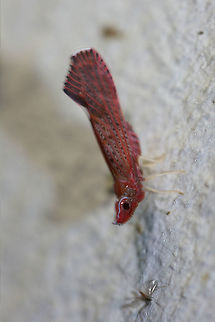 Derbid Planthopper (Apache degeeri) Found at my porch lights near a backyard habitat in August of 2017.  Apache degeeri,Geotagged,Summer,United States