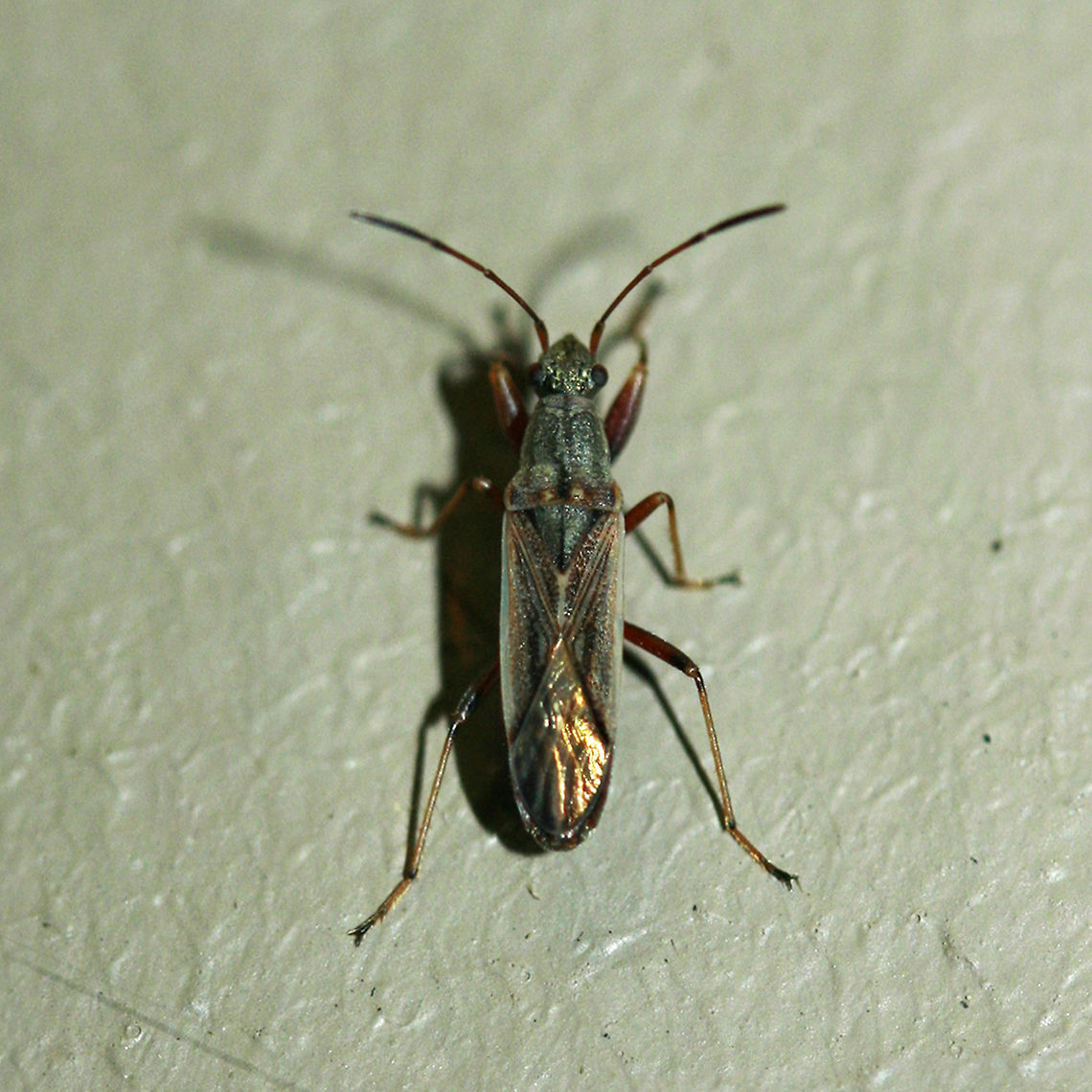 Tomato Bug (Engytatus modestus) At porch lights near a back yard habitat. July 2017. Engytatus modestus,Geotagged,Summer,United States
