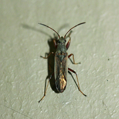 Tomato Bug (Engytatus modestus) At porch lights near a back yard habitat. July 2017. Engytatus modestus,Geotagged,Summer,United States