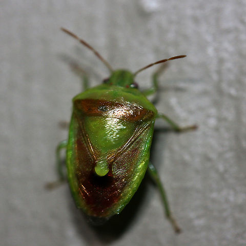 Stink Bug (Banasa dimidiata) At porch lights near a backyard habitat. July 2017. Banasa dimidiata,Geotagged,Summer,United States