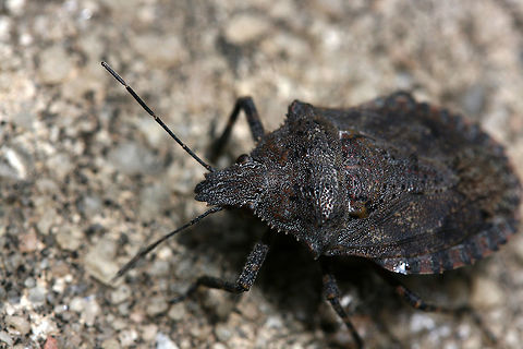 Rough Stink Bug (Brochymena sp. ) On a concrete surface/patio near a backyard habitat. July 2017. Geotagged,Summer,United States