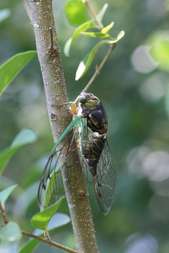 Swamp Cicada (Neotibicen tibicen) <br />
<br />
In a backyard habitat<br />
<figure class="photo"><a href="https://www.jungledragon.com/image/64351/swamp_cicada_neotibicen_tibicen.html" title="Swamp Cicada (Neotibicen tibicen)"><img src="https://s3.amazonaws.com/media.jungledragon.com/images/3231/64351_thumb.jpg?AWSAccessKeyId=05GMT0V3GWVNE7GGM1R2&Expires=1759968010&Signature=0XjaPds36dtSQzs3rOFWrGItNrc%3D" width="200" height="200" alt="Swamp Cicada (Neotibicen tibicen) In a backyard habitat<br />
https://www.jungledragon.com/image/64349/davis_southeastern_dog-day_cicada_neotibicen_davisi.html<br />
https://www.jungledragon.com/image/64350/davis_southeastern_dog-day_cicada_neotibicen_davisi.html Geotagged,Neotibicen davisi,Neotibicen tibicen,Summer,United States" /></a></figure><br />
<figure class="photo"><a href="https://www.jungledragon.com/image/64350/davis_southeastern_dog-day_cicada_neotibicen_davisi.html" title="Davis&#039; Southeastern Dog-Day Cicada (Neotibicen davisi)"><img src="https://s3.amazonaws.com/media.jungledragon.com/images/3231/64350_thumb.jpg?AWSAccessKeyId=05GMT0V3GWVNE7GGM1R2&Expires=1759968010&Signature=ivah1FupURFbxU5Rp9zU5snWMi0%3D" width="102" height="152" alt="Davis&#039; Southeastern Dog-Day Cicada (Neotibicen davisi) <br />
In a backyard habitat<br />
https://www.jungledragon.com/image/64349/davis_southeastern_dog-day_cicada_neotibicen_davisi.html<br />
https://www.jungledragon.com/image/64351/davis_southeastern_dog-day_cicada_neotibicen_davisi.html Geotagged,Neotibicen davisi,Neotibicen tibicen,Summer,United States" /></a></figure> Geotagged,Neotibicen davisi,Neotibicen tibicen,Summer,United States