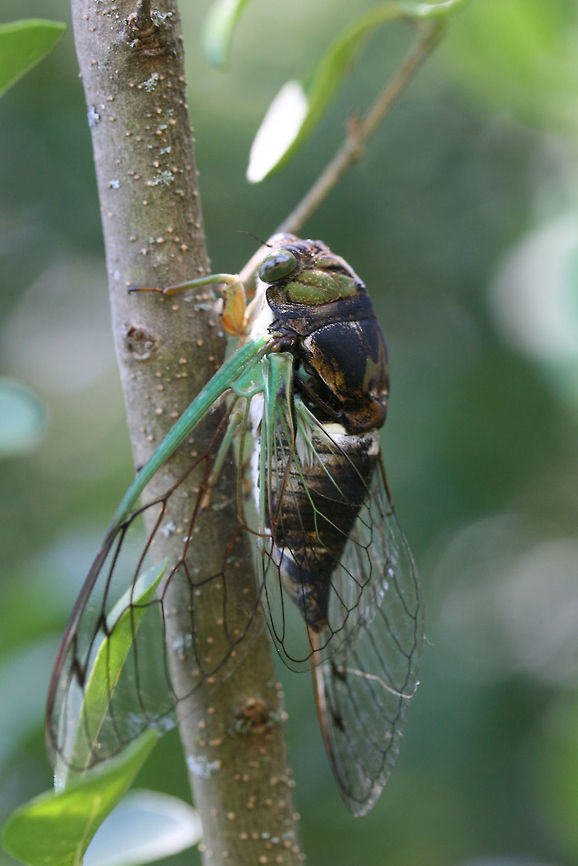 Davis' Southeastern Dog-Day Cicada (Neotibicen davisi) <br />
In a backyard habitat<br />
<figure class="photo"><a href="https://www.jungledragon.com/image/64349/swamp_cicada_neotibicen_tibicen.html" title="Swamp Cicada (Neotibicen tibicen)"><img src="https://s3.amazonaws.com/media.jungledragon.com/images/3231/64349_thumb.jpg?AWSAccessKeyId=05GMT0V3GWVNE7GGM1R2&Expires=1759968010&Signature=6WBTCWMI%2B2%2Fj9Msm8GuM1Czgzpc%3D" width="102" height="152" alt="Swamp Cicada (Neotibicen tibicen) <br />
<br />
In a backyard habitat<br />
https://www.jungledragon.com/image/64351/davis_southeastern_dog-day_cicada_neotibicen_davisi.html<br />
https://www.jungledragon.com/image/64350/davis_southeastern_dog-day_cicada_neotibicen_davisi.html Geotagged,Neotibicen davisi,Neotibicen tibicen,Summer,United States" /></a></figure><br />
<figure class="photo"><a href="https://www.jungledragon.com/image/64351/swamp_cicada_neotibicen_tibicen.html" title="Swamp Cicada (Neotibicen tibicen)"><img src="https://s3.amazonaws.com/media.jungledragon.com/images/3231/64351_thumb.jpg?AWSAccessKeyId=05GMT0V3GWVNE7GGM1R2&Expires=1759968010&Signature=0XjaPds36dtSQzs3rOFWrGItNrc%3D" width="200" height="200" alt="Swamp Cicada (Neotibicen tibicen) In a backyard habitat<br />
https://www.jungledragon.com/image/64349/davis_southeastern_dog-day_cicada_neotibicen_davisi.html<br />
https://www.jungledragon.com/image/64350/davis_southeastern_dog-day_cicada_neotibicen_davisi.html Geotagged,Neotibicen davisi,Neotibicen tibicen,Summer,United States" /></a></figure> Geotagged,Neotibicen davisi,Neotibicen tibicen,Summer,United States