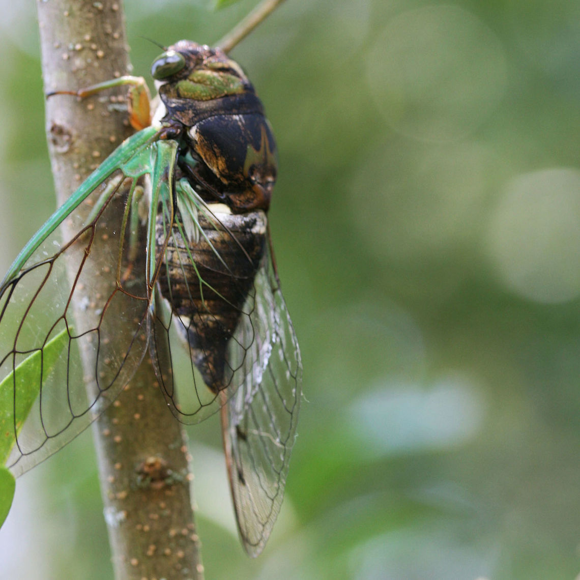 Swamp Cicada (Neotibicen tibicen) In a backyard habitat<br />
<figure class="photo"><a href="https://www.jungledragon.com/image/64349/swamp_cicada_neotibicen_tibicen.html" title="Swamp Cicada (Neotibicen tibicen)"><img src="https://s3.amazonaws.com/media.jungledragon.com/images/3231/64349_thumb.jpg?AWSAccessKeyId=05GMT0V3GWVNE7GGM1R2&Expires=1759968010&Signature=6WBTCWMI%2B2%2Fj9Msm8GuM1Czgzpc%3D" width="102" height="152" alt="Swamp Cicada (Neotibicen tibicen) <br />
<br />
In a backyard habitat<br />
https://www.jungledragon.com/image/64351/davis_southeastern_dog-day_cicada_neotibicen_davisi.html<br />
https://www.jungledragon.com/image/64350/davis_southeastern_dog-day_cicada_neotibicen_davisi.html Geotagged,Neotibicen davisi,Neotibicen tibicen,Summer,United States" /></a></figure><br />
<figure class="photo"><a href="https://www.jungledragon.com/image/64350/davis_southeastern_dog-day_cicada_neotibicen_davisi.html" title="Davis&#039; Southeastern Dog-Day Cicada (Neotibicen davisi)"><img src="https://s3.amazonaws.com/media.jungledragon.com/images/3231/64350_thumb.jpg?AWSAccessKeyId=05GMT0V3GWVNE7GGM1R2&Expires=1759968010&Signature=ivah1FupURFbxU5Rp9zU5snWMi0%3D" width="102" height="152" alt="Davis&#039; Southeastern Dog-Day Cicada (Neotibicen davisi) <br />
In a backyard habitat<br />
https://www.jungledragon.com/image/64349/davis_southeastern_dog-day_cicada_neotibicen_davisi.html<br />
https://www.jungledragon.com/image/64351/davis_southeastern_dog-day_cicada_neotibicen_davisi.html Geotagged,Neotibicen davisi,Neotibicen tibicen,Summer,United States" /></a></figure> Geotagged,Neotibicen davisi,Neotibicen tibicen,Summer,United States