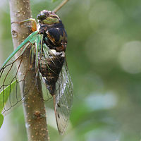 Swamp Cicada (Neotibicen tibicen) In a backyard habitat<br />
https://www.jungledragon.com/image/64349/davis_southeastern_dog-day_cicada_neotibicen_davisi.html<br />
https://www.jungledragon.com/image/64350/davis_southeastern_dog-day_cicada_neotibicen_davisi.html Geotagged,Neotibicen davisi,Neotibicen tibicen,Summer,United States