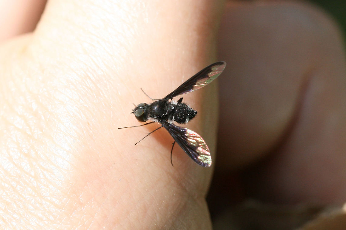 Anthrax argyropygus This bee fly really wanted my attention! It buzzed me until I finally let it land on my hand. At the edge of a dense mixed hardwood/coniferous forest. Anthrax argyropygus,Geotagged,Summer,United States