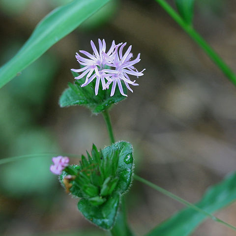 Carolina Elephant's Foot (Elephantopus carolinianus) Growing on a roadside at the edge of a dense mixed hardwood/coniferous forest. Elephantopus carolinianus,Geotagged,Summer,United States