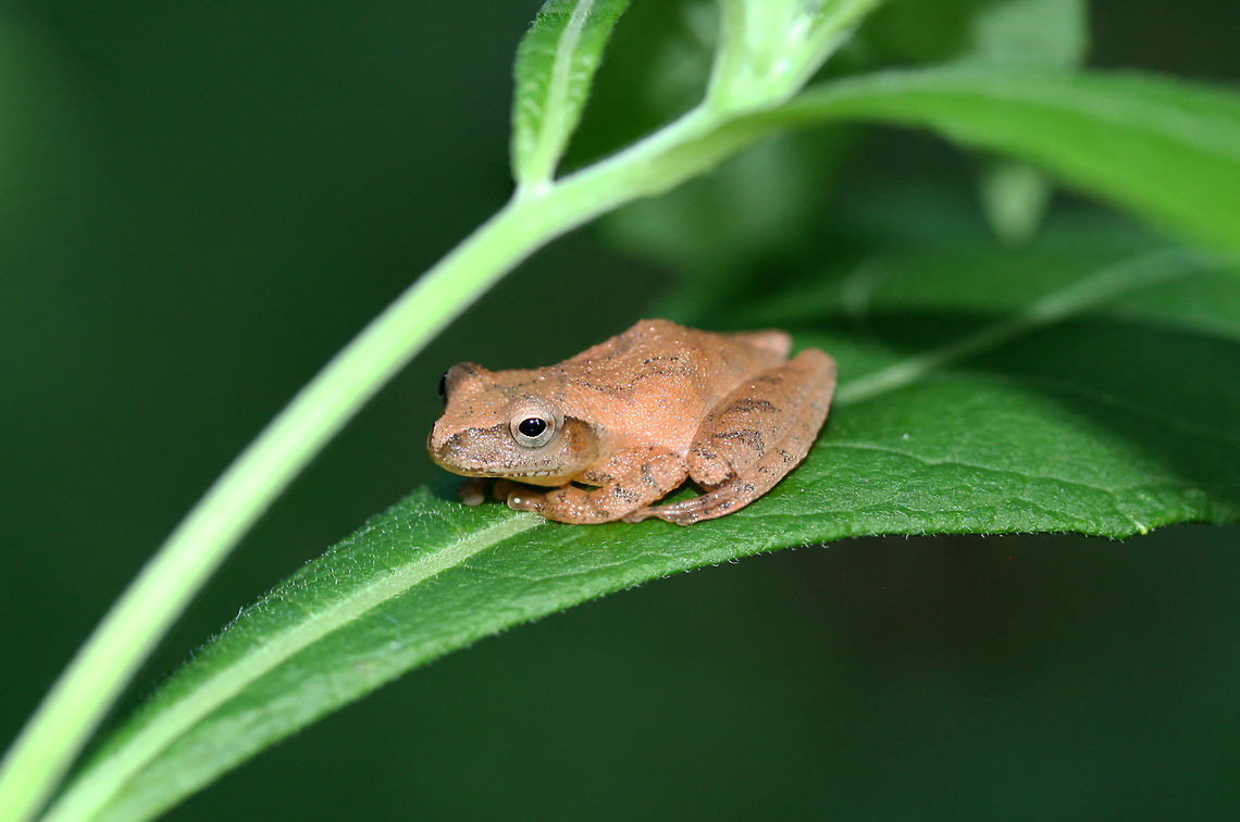 Spring Peeper (Pseudacris crucifer) Resting on a leaf at the edge of a dense mixed hardwood/coniferous forest. There is a nearby seasonal stream.<br />
<br />
This is the 10th distinct frog species I have identified on our land with in the span of a year! So cool! Geotagged,Pseudacris crucifer,Spring peeper,Summer,United States