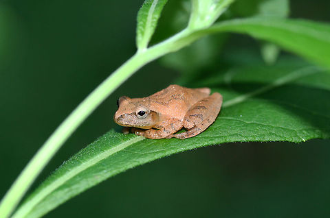 Spring Peeper (Pseudacris crucifer) Resting on a leaf at the edge of a dense mixed hardwood/coniferous forest. There is a nearby seasonal stream.

This is the 10th distinct frog species I have identified on our land with in the span of a year! So cool! Geotagged,Pseudacris crucifer,Spring peeper,Summer,United States