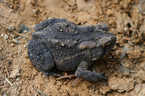 American Toad (Anaxyrus americanus) Hiding under a wood pile in a disturbed area surrounded by a dense mixed hardwood/coniferous forest.

I'm not sure if this is a melanic individual or if this is within the normal color range of this species! It was a first for me!
https://www.jungledragon.com/image/64376/american_toad_anaxyrus_americanus.html American toad,Anaxyrus americanus,Geotagged,Summer,United States