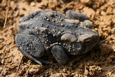 American Toad (Anaxyrus americanus) Hiding under a wood pile in a disturbed area surrounded by a dense mixed hardwood/coniferous forest.

I'm not sure if this is a melanic individual or if this is within the normal color range of this species! It was a first for me!
https://www.jungledragon.com/image/64375/american_toad_anaxyrus_americanus.html American toad,Anaxyrus americanus,Geotagged,Summer,United States