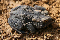 American Toad (Anaxyrus americanus) Hiding under a wood pile in a disturbed area surrounded by a dense mixed hardwood/coniferous forest.<br />
<br />
I'm not sure if this is a melanic individual or if this is within the normal color range of this species! It was a first for me!<br />
https://www.jungledragon.com/image/64375/american_toad_anaxyrus_americanus.html American toad,Anaxyrus americanus,Geotagged,Summer,United States