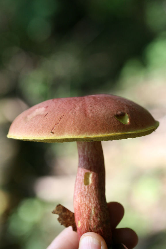 Unknown Bolete? ID help is much appreciated! The closest I could get was Baorangia bicolor, but it didn't fully match up! I'm getting second opinions!<br />
<br />
Growing on a woodland trail near a wetland in Gwinnett County, GA. July 7, 2018.<br />
<br />
Pileus: When fresh, colored a soft pink with yellow around the margin. Turns a darker red with a more (slick, leathery texture) after sitting in my bag for several hours. KOH application: Flashes blue and resolves to yellow. Iron salts: Pale yellow. Ammonia: negative.<br />
<br />
Flesh: White when fresh. Bruises blue (slightly slower than pores). KOH application: Orange/gold.<br />
<br />
Pore surface: Yellow when fresh. Quickly bruises blue. KOH application: Orange. Ammonia: Brown.<br />
<br />
Stipe: Red-ridged. Undertones are yellow. Larval tunnels throughout.<br />
<figure class="photo"><a href="https://www.jungledragon.com/image/64379/unknown_bolete.html" title="Unknown Bolete?"><img src="https://s3.amazonaws.com/media.jungledragon.com/images/3231/64379_thumb.jpg?AWSAccessKeyId=05GMT0V3GWVNE7GGM1R2&Expires=1759968010&Signature=HnP9aH1p2lwwuujcVimuknbzdWU%3D" width="200" height="134" alt="Unknown Bolete? ID help is much appreciated! The closest I could get was Baorangia bicolor, but it didn't fully match up! I'm getting second opinions!<br />
<br />
Growing on a woodland trail near a wetland in Gwinnett County, GA. July 7, 2018.<br />
<br />
Pileus: When fresh, colored a soft pink with yellow around the margin. Turns a darker red with a more (slick, leathery texture) after sitting in my bag for several hours. KOH application: Flashes blue and resolves to yellow. Iron salts: Pale yellow. Ammonia: negative.<br />
<br />
Flesh: White when fresh. Bruises blue (slightly slower than pores). KOH application: Orange/gold.<br />
<br />
Pore surface: Yellow when fresh. Quickly bruises blue. KOH application: Orange. Ammonia: Brown.<br />
<br />
Stipe: Red-ridged. Undertones are yellow. Larval tunnels throughout.<br />
https://www.jungledragon.com/image/64377/unknown_bolete.html<br />
https://www.jungledragon.com/image/64378/unknown_bolete.html Geotagged,Summer,United States" /></a></figure><br />
<figure class="photo"><a href="https://www.jungledragon.com/image/64378/unknown_bolete.html" title="Unknown Bolete?"><img src="https://s3.amazonaws.com/media.jungledragon.com/images/3231/64378_thumb.jpg?AWSAccessKeyId=05GMT0V3GWVNE7GGM1R2&Expires=1759968010&Signature=p7YC9edWJnwZ%2B4IH8KH686Jqmvc%3D" width="102" height="152" alt="Unknown Bolete? ID help is much appreciated! The closest I could get was Baorangia bicolor, but it didn't fully match up! I'm getting second opinions!<br />
<br />
Growing on a woodland trail near a wetland in Gwinnett County, GA. July 7, 2018.<br />
<br />
Pileus: When fresh, colored a soft pink with yellow around the margin. Turns a darker red with a more (slick, leathery texture) after sitting in my bag for several hours. KOH application: Flashes blue and resolves to yellow. Iron salts: Pale yellow. Ammonia: negative.<br />
<br />
Flesh: White when fresh. Bruises blue (slightly slower than pores). KOH application: Orange/gold.<br />
<br />
Pore surface: Yellow when fresh. Quickly bruises blue. KOH application: Orange. Ammonia: Brown.<br />
<br />
Stipe: Red-ridged. Undertones are yellow. Larval tunnels throughout.<br />
https://www.jungledragon.com/image/64377/unknown_bolete.html<br />
https://www.jungledragon.com/image/64379/unknown_bolete.html Geotagged,Summer,United States" /></a></figure> Geotagged,Summer,United States