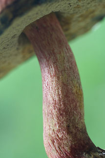 Unknown Bolete? ID help is much appreciated! The closest I could get was Baorangia bicolor, but it didn't fully match up! I'm getting second opinions!

Growing on a woodland trail near a wetland in Gwinnett County, GA. July 7, 2018.

Pileus: When fresh, colored a soft pink with yellow around the margin. Turns a darker red with a more (slick, leathery texture) after sitting in my bag for several hours. KOH application: Flashes blue and resolves to yellow. Iron salts: Pale yellow. Ammonia: negative.

Flesh: White when fresh. Bruises blue (slightly slower than pores). KOH application: Orange/gold.

Pore surface: Yellow when fresh. Quickly bruises blue. KOH application: Orange. Ammonia: Brown.

Stipe: Red-ridged. Undertones are yellow. Larval tunnels throughout.
https://www.jungledragon.com/image/64377/unknown_bolete.html
https://www.jungledragon.com/image/64379/unknown_bolete.html Geotagged,Summer,United States