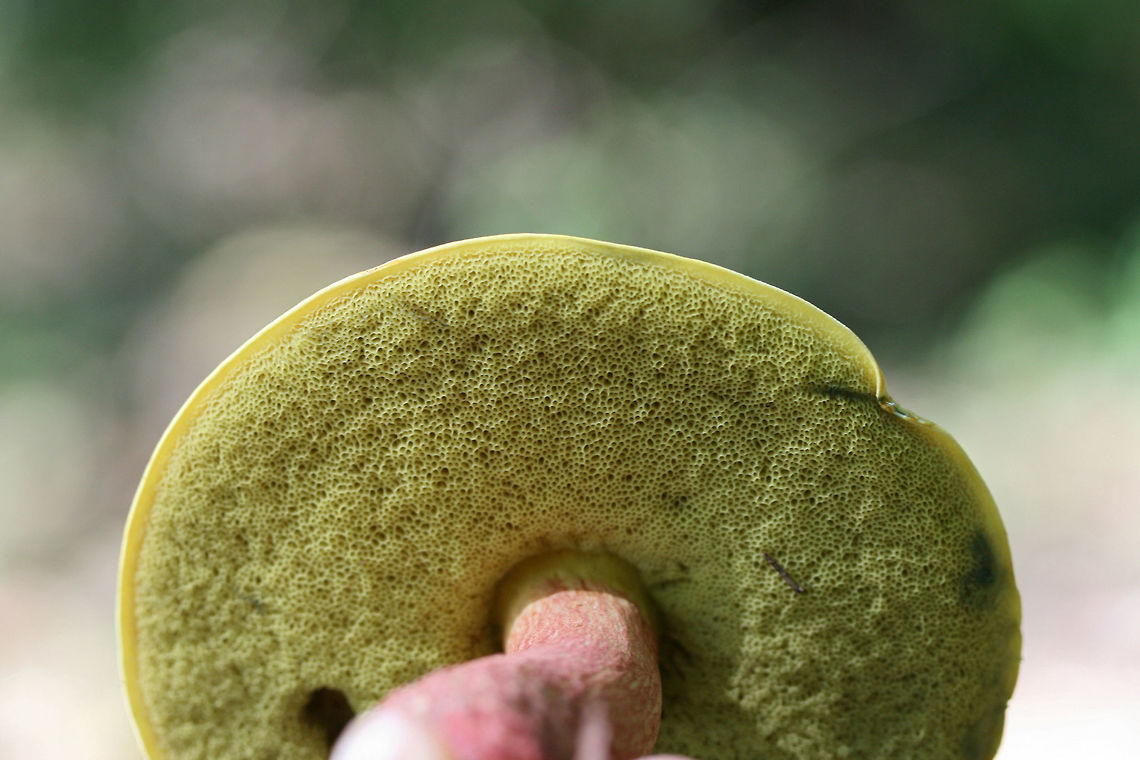 Unknown Bolete? ID help is much appreciated! The closest I could get was Baorangia bicolor, but it didn't fully match up! I'm getting second opinions!<br />
<br />
Growing on a woodland trail near a wetland in Gwinnett County, GA. July 7, 2018.<br />
<br />
Pileus: When fresh, colored a soft pink with yellow around the margin. Turns a darker red with a more (slick, leathery texture) after sitting in my bag for several hours. KOH application: Flashes blue and resolves to yellow. Iron salts: Pale yellow. Ammonia: negative.<br />
<br />
Flesh: White when fresh. Bruises blue (slightly slower than pores). KOH application: Orange/gold.<br />
<br />
Pore surface: Yellow when fresh. Quickly bruises blue. KOH application: Orange. Ammonia: Brown.<br />
<br />
Stipe: Red-ridged. Undertones are yellow. Larval tunnels throughout.<br />
<figure class="photo"><a href="https://www.jungledragon.com/image/64377/unknown_bolete.html" title="Unknown Bolete?"><img src="https://s3.amazonaws.com/media.jungledragon.com/images/3231/64377_thumb.jpg?AWSAccessKeyId=05GMT0V3GWVNE7GGM1R2&Expires=1759968010&Signature=lhceeFWu9FoxXPy41bOvJSaKpxA%3D" width="102" height="152" alt="Unknown Bolete? ID help is much appreciated! The closest I could get was Baorangia bicolor, but it didn't fully match up! I'm getting second opinions!<br />
<br />
Growing on a woodland trail near a wetland in Gwinnett County, GA. July 7, 2018.<br />
<br />
Pileus: When fresh, colored a soft pink with yellow around the margin. Turns a darker red with a more (slick, leathery texture) after sitting in my bag for several hours. KOH application: Flashes blue and resolves to yellow. Iron salts: Pale yellow. Ammonia: negative.<br />
<br />
Flesh: White when fresh. Bruises blue (slightly slower than pores). KOH application: Orange/gold.<br />
<br />
Pore surface: Yellow when fresh. Quickly bruises blue. KOH application: Orange. Ammonia: Brown.<br />
<br />
Stipe: Red-ridged. Undertones are yellow. Larval tunnels throughout.<br />
https://www.jungledragon.com/image/64379/unknown_bolete.html<br />
https://www.jungledragon.com/image/64378/unknown_bolete.html Geotagged,Summer,United States" /></a></figure><br />
<figure class="photo"><a href="https://www.jungledragon.com/image/64378/unknown_bolete.html" title="Unknown Bolete?"><img src="https://s3.amazonaws.com/media.jungledragon.com/images/3231/64378_thumb.jpg?AWSAccessKeyId=05GMT0V3GWVNE7GGM1R2&Expires=1759968010&Signature=p7YC9edWJnwZ%2B4IH8KH686Jqmvc%3D" width="102" height="152" alt="Unknown Bolete? ID help is much appreciated! The closest I could get was Baorangia bicolor, but it didn't fully match up! I'm getting second opinions!<br />
<br />
Growing on a woodland trail near a wetland in Gwinnett County, GA. July 7, 2018.<br />
<br />
Pileus: When fresh, colored a soft pink with yellow around the margin. Turns a darker red with a more (slick, leathery texture) after sitting in my bag for several hours. KOH application: Flashes blue and resolves to yellow. Iron salts: Pale yellow. Ammonia: negative.<br />
<br />
Flesh: White when fresh. Bruises blue (slightly slower than pores). KOH application: Orange/gold.<br />
<br />
Pore surface: Yellow when fresh. Quickly bruises blue. KOH application: Orange. Ammonia: Brown.<br />
<br />
Stipe: Red-ridged. Undertones are yellow. Larval tunnels throughout.<br />
https://www.jungledragon.com/image/64377/unknown_bolete.html<br />
https://www.jungledragon.com/image/64379/unknown_bolete.html Geotagged,Summer,United States" /></a></figure> Geotagged,Summer,United States