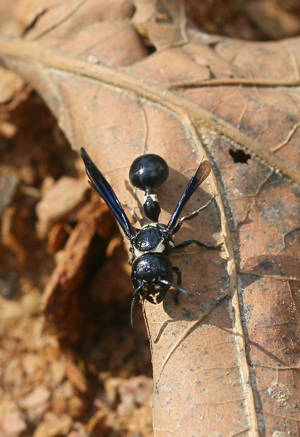 Zethus spinipes In a disturbed area surrounded by the dense mixed hardwood/coniferous forest.<br />
<figure class="photo"><a href="https://www.jungledragon.com/image/64383/zethus_spinipes.html" title="Zethus spinipes"><img src="https://s3.amazonaws.com/media.jungledragon.com/images/3231/64383_thumb.jpg?AWSAccessKeyId=05GMT0V3GWVNE7GGM1R2&Expires=1759968010&Signature=xcuh8DSWWc%2F5ZEp3YB7CAGN8%2FXY%3D" width="200" height="134" alt="Zethus spinipes In a disturbed area surrounded by the dense mixed hardwood/coniferous forest.<br />
https://www.jungledragon.com/image/64381/zethus_spinipes.html<br />
https://www.jungledragon.com/image/64382/zethus_spinipes.html Geotagged,Summer,United States,Zethus spinipes" /></a></figure><br />
<figure class="photo"><a href="https://www.jungledragon.com/image/64382/zethus_spinipes.html" title="Zethus spinipes"><img src="https://s3.amazonaws.com/media.jungledragon.com/images/3231/64382_thumb.jpg?AWSAccessKeyId=05GMT0V3GWVNE7GGM1R2&Expires=1759968010&Signature=xWbSvkadWv5VNNd%2BW%2FlGzMIJhQk%3D" width="110" height="152" alt="Zethus spinipes In a disturbed area surrounded by the dense mixed hardwood/coniferous forest.<br />
https://www.jungledragon.com/image/64383/zethus_spinipes.html<br />
https://www.jungledragon.com/image/64381/zethus_spinipes.html<br />
 Geotagged,Summer,United States,Zethus spinipes" /></a></figure> Geotagged,Summer,United States,Zethus spinipes