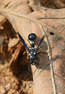 Zethus spinipes In a disturbed area surrounded by the dense mixed hardwood/coniferous forest.
https://www.jungledragon.com/image/64383/zethus_spinipes.html
https://www.jungledragon.com/image/64382/zethus_spinipes.html Geotagged,Summer,United States,Zethus spinipes