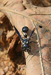 Zethus spinipes In a disturbed area surrounded by the dense mixed hardwood/coniferous forest.<br />
https://www.jungledragon.com/image/64383/zethus_spinipes.html<br />
https://www.jungledragon.com/image/64382/zethus_spinipes.html Geotagged,Summer,United States,Zethus spinipes