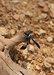 Zethus spinipes In a disturbed area surrounded by the dense mixed hardwood/coniferous forest.<br />
https://www.jungledragon.com/image/64383/zethus_spinipes.html<br />
https://www.jungledragon.com/image/64381/zethus_spinipes.html<br />
 Geotagged,Summer,United States,Zethus spinipes