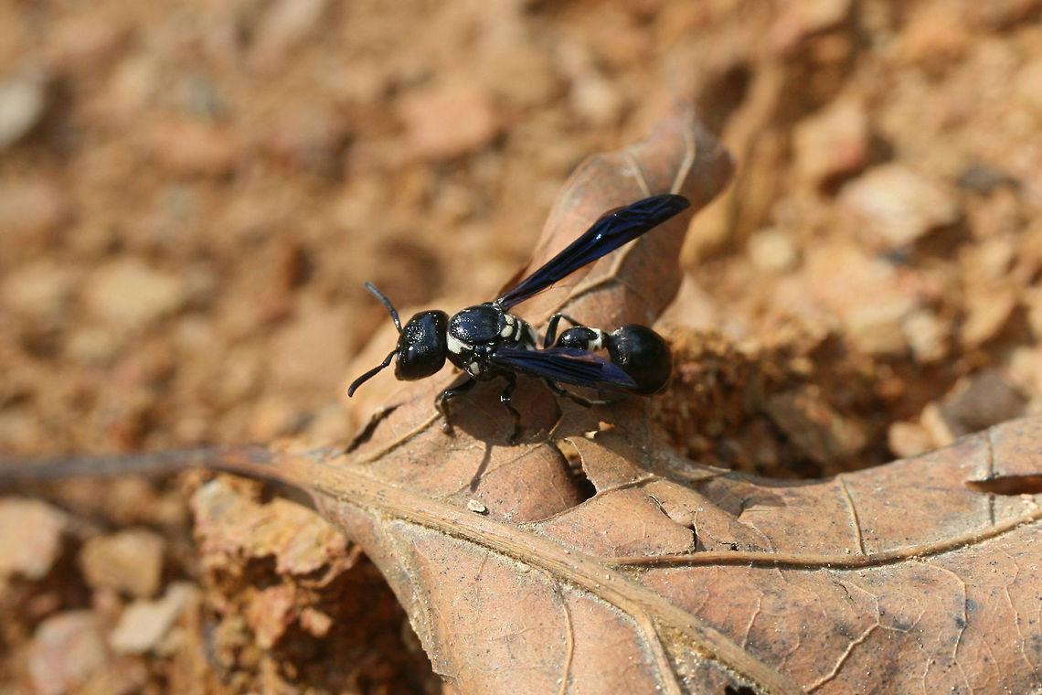 Zethus spinipes In a disturbed area surrounded by the dense mixed hardwood/coniferous forest.<br />
<figure class="photo"><a href="https://www.jungledragon.com/image/64381/zethus_spinipes.html" title="Zethus spinipes"><img src="https://s3.amazonaws.com/media.jungledragon.com/images/3231/64381_thumb.jpg?AWSAccessKeyId=05GMT0V3GWVNE7GGM1R2&Expires=1770854410&Signature=nN1M6Gi289mOIoy7%2BRIaAzElPvk%3D" width="106" height="152" alt="Zethus spinipes In a disturbed area surrounded by the dense mixed hardwood/coniferous forest.<br />
https://www.jungledragon.com/image/64383/zethus_spinipes.html<br />
https://www.jungledragon.com/image/64382/zethus_spinipes.html Geotagged,Summer,United States,Zethus spinipes" /></a></figure><br />
<figure class="photo"><a href="https://www.jungledragon.com/image/64382/zethus_spinipes.html" title="Zethus spinipes"><img src="https://s3.amazonaws.com/media.jungledragon.com/images/3231/64382_thumb.jpg?AWSAccessKeyId=05GMT0V3GWVNE7GGM1R2&Expires=1770854410&Signature=xuBRc8vPhHwbIKGzWhVUTAEJy6c%3D" width="110" height="152" alt="Zethus spinipes In a disturbed area surrounded by the dense mixed hardwood/coniferous forest.<br />
https://www.jungledragon.com/image/64383/zethus_spinipes.html<br />
https://www.jungledragon.com/image/64381/zethus_spinipes.html<br />
 Geotagged,Summer,United States,Zethus spinipes" /></a></figure> Geotagged,Summer,United States,Zethus spinipes