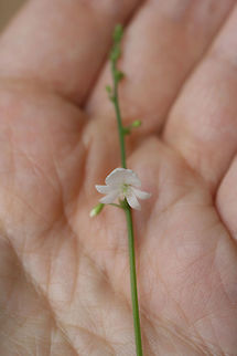 White-Flowered Tick Trefoil (Desmodium pauciflorum) On a roadside surrounded by a dense mixed hardwood/coniferous forest. A seasonal stream is nearby.
https://www.jungledragon.com/image/64387/white-flowered_tick_trefoil_desmodium_pauciflorum.html Desmodium pauciflorum,Geotagged,Summer,United States,White-Flowered Tick Trefoil