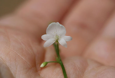 White-Flowered Tick Trefoil