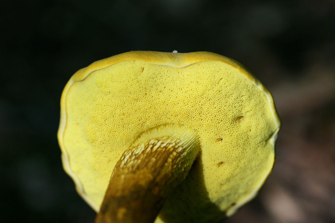 Ornate-stalked Bolete (Retiboletus ornatipes) Growing along a woodland trail near a wetland habitat.<br />
<figure class="photo"><a href="https://www.jungledragon.com/image/64427/ornate-stalked_bolete_retiboletus_ornatipes.html" title="Ornate-stalked Bolete (Retiboletus ornatipes)"><img src="https://s3.amazonaws.com/media.jungledragon.com/images/3231/64427_thumb.jpg?AWSAccessKeyId=05GMT0V3GWVNE7GGM1R2&Expires=1767225610&Signature=GP5xOYf2uKg5LZtQ1dj%2FVkHUUfs%3D" width="102" height="152" alt="Ornate-stalked Bolete (Retiboletus ornatipes) Growing along a woodland trail near a wetland habitat.<br />
https://www.jungledragon.com/image/64426/ornate-stalked_bolete_retiboletus_ornatipes.html<br />
 Geotagged,Ornate-stalked bolete,Retiboletus ornatipes,Summer,United States" /></a></figure> Geotagged,Ornate-stalked bolete,Retiboletus ornatipes,Summer,United States