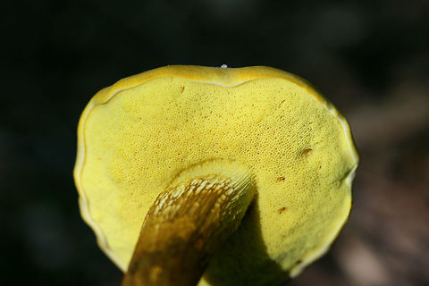 Ornate-stalked Bolete (Retiboletus ornatipes) Growing along a woodland trail near a wetland habitat.
https://www.jungledragon.com/image/64427/ornate-stalked_bolete_retiboletus_ornatipes.html Geotagged,Ornate-stalked bolete,Retiboletus ornatipes,Summer,United States