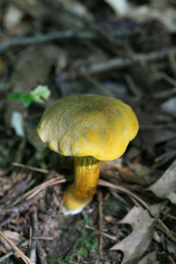 Ornate-stalked Bolete (Retiboletus ornatipes) Growing along a woodland trail near a wetland habitat.<br />
<figure class="photo"><a href="https://www.jungledragon.com/image/64426/ornate-stalked_bolete_retiboletus_ornatipes.html" title="Ornate-stalked Bolete (Retiboletus ornatipes)"><img src="https://s3.amazonaws.com/media.jungledragon.com/images/3231/64426_thumb.jpg?AWSAccessKeyId=05GMT0V3GWVNE7GGM1R2&Expires=1759968010&Signature=QXKRku1d01lyyyzxePiI073NoIk%3D" width="200" height="134" alt="Ornate-stalked Bolete (Retiboletus ornatipes) Growing along a woodland trail near a wetland habitat.<br />
https://www.jungledragon.com/image/64427/ornate-stalked_bolete_retiboletus_ornatipes.html Geotagged,Ornate-stalked bolete,Retiboletus ornatipes,Summer,United States" /></a></figure><br />
 Geotagged,Ornate-stalked bolete,Retiboletus ornatipes,Summer,United States
