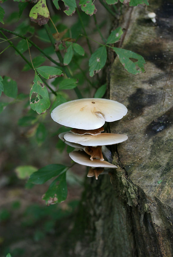 Cyclocybe cylindracea Growing in shelf formation on a hardwood stump at the edge of a wetland habitat in Gwinnett County, GA.<br />
<figure class="photo"><a href="https://www.jungledragon.com/image/64430/cyclocybe_cylindracea.html" title="Cyclocybe cylindracea"><img src="https://s3.amazonaws.com/media.jungledragon.com/images/3231/64430_thumb.jpg?AWSAccessKeyId=05GMT0V3GWVNE7GGM1R2&Expires=1759968010&Signature=ai9NXon78fU7EZuEtEqdt4Kv4gg%3D" width="102" height="152" alt="Cyclocybe cylindracea Growing in shelf formation on a hardwood stump at the edge of a wetland habitat in Gwinnett County, GA.<br />
https://www.jungledragon.com/image/64429/cyclocybe_cylindracea.html Cyclocybe cylindracea,Geotagged,Summer,United States" /></a></figure> Cyclocybe,Cyclocybe cylindracea,Geotagged,United States,fungi,fungus,mushroom,shelf fungus,wetland,wetlands