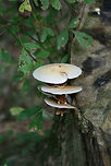 Cyclocybe cylindracea Growing in shelf formation on a hardwood stump at the edge of a wetland habitat in Gwinnett County, GA.<br />
https://www.jungledragon.com/image/64430/cyclocybe_cylindracea.html Cyclocybe,Cyclocybe cylindracea,Geotagged,United States,fungi,fungus,mushroom,shelf fungus,wetland,wetlands