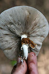 Cyclocybe cylindracea Growing in shelf formation on a hardwood stump at the edge of a wetland habitat in Gwinnett County, GA.<br />
https://www.jungledragon.com/image/64429/cyclocybe_cylindracea.html Cyclocybe cylindracea,Geotagged,Summer,United States
