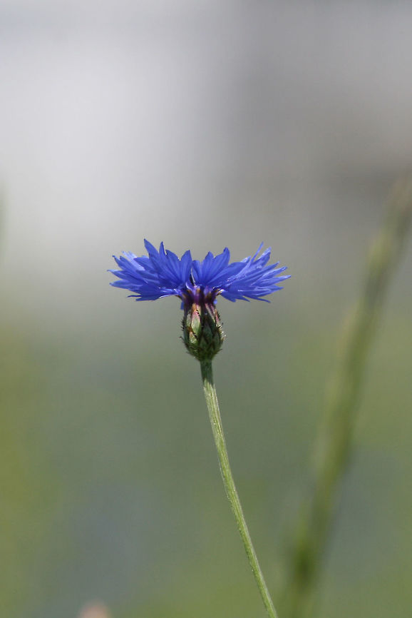Bachelor's Button (Centaurea cyanus) INTRODUCED. Growing in a roadside meadow in Floyd County, GA. <br />
<br />
Photos taken almost a decade ago, so please excuse the quality!<br />
<figure class="photo"><a href="https://www.jungledragon.com/image/64434/bachelors_button_centaurea_cyanus.html" title="Bachelor's Button (Centaurea cyanus)"><img src="https://s3.amazonaws.com/media.jungledragon.com/images/3231/64434_thumb.jpg?AWSAccessKeyId=05GMT0V3GWVNE7GGM1R2&Expires=1770854410&Signature=D2z6JqvVe1TeEgfLaCC2Y3KbLEg%3D" width="102" height="152" alt="Bachelor's Button (Centaurea cyanus) INTRODUCED. Growing in a roadside meadow in Floyd County, GA. <br />
<br />
Photos taken almost a decade ago, so please excuse the quality!<br />
https://www.jungledragon.com/image/64433/bachelors_button_centaurea_cyanus.html<br />
https://www.jungledragon.com/image/64431/bachelors_button_centaurea_cyanus.html<br />
https://www.jungledragon.com/image/64435/bachelors_button_centaurea_cyanus.html Bachelors button,Centaurea cyanus,Geotagged,Spring,United States" /></a></figure><br />
<figure class="photo"><a href="https://www.jungledragon.com/image/64433/bachelors_button_centaurea_cyanus.html" title="Bachelor's Button (Centaurea cyanus)"><img src="https://s3.amazonaws.com/media.jungledragon.com/images/3231/64433_thumb.jpg?AWSAccessKeyId=05GMT0V3GWVNE7GGM1R2&Expires=1770854410&Signature=WFsXCsDrJukqx3t%2BnHl8409ULWQ%3D" width="200" height="146" alt="Bachelor's Button (Centaurea cyanus) INTRODUCED. Growing in a roadside meadow in Floyd County, GA. <br />
<br />
Photos taken almost a decade ago, so please excuse the quality!<br />
https://www.jungledragon.com/image/64434/bachelors_button_centaurea_cyanus.html<br />
https://www.jungledragon.com/image/64431/bachelors_button_centaurea_cyanus.html<br />
https://www.jungledragon.com/image/64435/bachelors_button_centaurea_cyanus.html Bachelors button,Centaurea cyanus,Geotagged,Spring,United States" /></a></figure><br />
<figure class="photo"><a href="https://www.jungledragon.com/image/64435/bachelors_button_centaurea_cyanus.html" title="Bachelor's Button (Centaurea cyanus)"><img src="https://s3.amazonaws.com/media.jungledragon.com/images/3231/64435_thumb.jpg?AWSAccessKeyId=05GMT0V3GWVNE7GGM1R2&Expires=1770854410&Signature=QxpuebOEAl5EzVx3KoghVSzwtGU%3D" width="200" height="134" alt="Bachelor's Button (Centaurea cyanus) INTRODUCED. Growing in a roadside meadow in Floyd County, GA. <br />
<br />
Photos taken almost a decade ago, so please excuse the quality!<br />
https://www.jungledragon.com/image/64434/bachelors_button_centaurea_cyanus.html<br />
https://www.jungledragon.com/image/64431/bachelors_button_centaurea_cyanus.html<br />
https://www.jungledragon.com/image/64433/bachelors_button_centaurea_cyanus.html Bachelors button,Centaurea cyanus,Geotagged,Spring,United States" /></a></figure> Bachelors button,Centaurea cyanus,Geotagged,Spring,United States