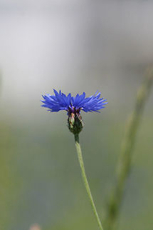 Bachelor's Button (Centaurea cyanus) INTRODUCED. Growing in a roadside meadow in Floyd County, GA. 

Photos taken almost a decade ago, so please excuse the quality!
https://www.jungledragon.com/image/64434/bachelors_button_centaurea_cyanus.html
https://www.jungledragon.com/image/64433/bachelors_button_centaurea_cyanus.html
https://www.jungledragon.com/image/64435/bachelors_button_centaurea_cyanus.html Bachelors button,Centaurea cyanus,Geotagged,Spring,United States
