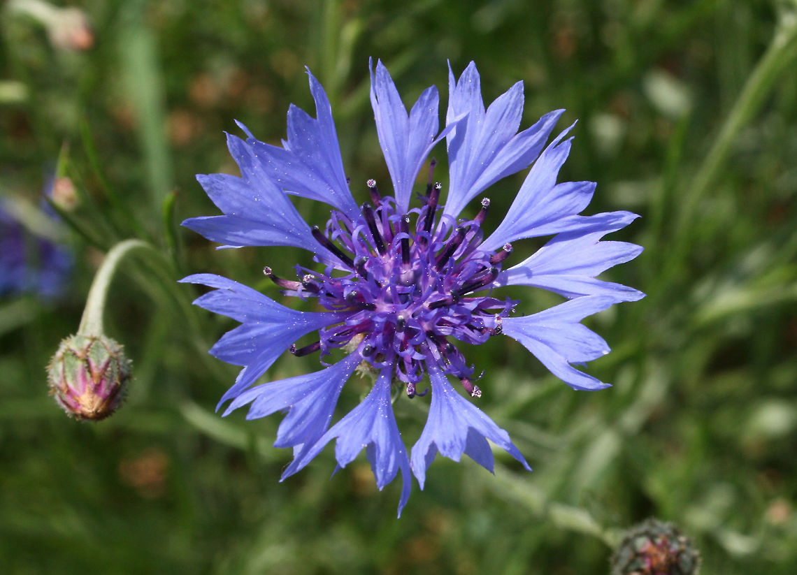 Bachelor's Button (Centaurea cyanus) INTRODUCED. Growing in a roadside meadow in Floyd County, GA. <br />
<br />
Photos taken almost a decade ago, so please excuse the quality!<br />
<figure class="photo"><a href="https://www.jungledragon.com/image/64434/bachelors_button_centaurea_cyanus.html" title="Bachelor&#039;s Button (Centaurea cyanus)"><img src="https://s3.amazonaws.com/media.jungledragon.com/images/3231/64434_thumb.jpg?AWSAccessKeyId=05GMT0V3GWVNE7GGM1R2&Expires=1759968010&Signature=Qgv1xltzPJmif07k30It%2FVrQVFo%3D" width="102" height="152" alt="Bachelor&#039;s Button (Centaurea cyanus) INTRODUCED. Growing in a roadside meadow in Floyd County, GA. <br />
<br />
Photos taken almost a decade ago, so please excuse the quality!<br />
https://www.jungledragon.com/image/64433/bachelors_button_centaurea_cyanus.html<br />
https://www.jungledragon.com/image/64431/bachelors_button_centaurea_cyanus.html<br />
https://www.jungledragon.com/image/64435/bachelors_button_centaurea_cyanus.html Bachelors button,Centaurea cyanus,Geotagged,Spring,United States" /></a></figure><br />
<figure class="photo"><a href="https://www.jungledragon.com/image/64431/bachelors_button_centaurea_cyanus.html" title="Bachelor&#039;s Button (Centaurea cyanus)"><img src="https://s3.amazonaws.com/media.jungledragon.com/images/3231/64431_thumb.jpg?AWSAccessKeyId=05GMT0V3GWVNE7GGM1R2&Expires=1759968010&Signature=jIP5tstdfS5HfQPTSx0D3Y0JaW0%3D" width="102" height="152" alt="Bachelor&#039;s Button (Centaurea cyanus) INTRODUCED. Growing in a roadside meadow in Floyd County, GA. <br />
<br />
Photos taken almost a decade ago, so please excuse the quality!<br />
https://www.jungledragon.com/image/64434/bachelors_button_centaurea_cyanus.html<br />
https://www.jungledragon.com/image/64433/bachelors_button_centaurea_cyanus.html<br />
https://www.jungledragon.com/image/64435/bachelors_button_centaurea_cyanus.html Bachelors button,Centaurea cyanus,Geotagged,Spring,United States" /></a></figure><br />
<figure class="photo"><a href="https://www.jungledragon.com/image/64435/bachelors_button_centaurea_cyanus.html" title="Bachelor&#039;s Button (Centaurea cyanus)"><img src="https://s3.amazonaws.com/media.jungledragon.com/images/3231/64435_thumb.jpg?AWSAccessKeyId=05GMT0V3GWVNE7GGM1R2&Expires=1759968010&Signature=jyzjg564DvF0cbE%2BcWRkPA9spVk%3D" width="200" height="134" alt="Bachelor&#039;s Button (Centaurea cyanus) INTRODUCED. Growing in a roadside meadow in Floyd County, GA. <br />
<br />
Photos taken almost a decade ago, so please excuse the quality!<br />
https://www.jungledragon.com/image/64434/bachelors_button_centaurea_cyanus.html<br />
https://www.jungledragon.com/image/64431/bachelors_button_centaurea_cyanus.html<br />
https://www.jungledragon.com/image/64433/bachelors_button_centaurea_cyanus.html Bachelors button,Centaurea cyanus,Geotagged,Spring,United States" /></a></figure> Bachelors button,Centaurea cyanus,Geotagged,Spring,United States