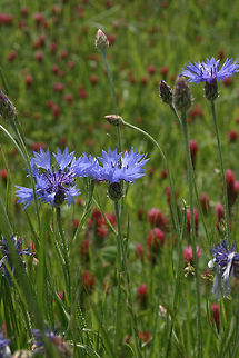 Bachelor's Button (Centaurea cyanus) INTRODUCED. Growing in a roadside meadow in Floyd County, GA. 

Photos taken almost a decade ago, so please excuse the quality!
https://www.jungledragon.com/image/64433/bachelors_button_centaurea_cyanus.html
https://www.jungledragon.com/image/64431/bachelors_button_centaurea_cyanus.html
https://www.jungledragon.com/image/64435/bachelors_button_centaurea_cyanus.html Bachelors button,Centaurea cyanus,Geotagged,Spring,United States