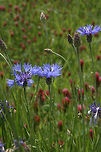 Bachelor's Button (Centaurea cyanus) INTRODUCED. Growing in a roadside meadow in Floyd County, GA. <br />
<br />
Photos taken almost a decade ago, so please excuse the quality!<br />
https://www.jungledragon.com/image/64433/bachelors_button_centaurea_cyanus.html<br />
https://www.jungledragon.com/image/64431/bachelors_button_centaurea_cyanus.html<br />
https://www.jungledragon.com/image/64435/bachelors_button_centaurea_cyanus.html Bachelors button,Centaurea cyanus,Geotagged,Spring,United States