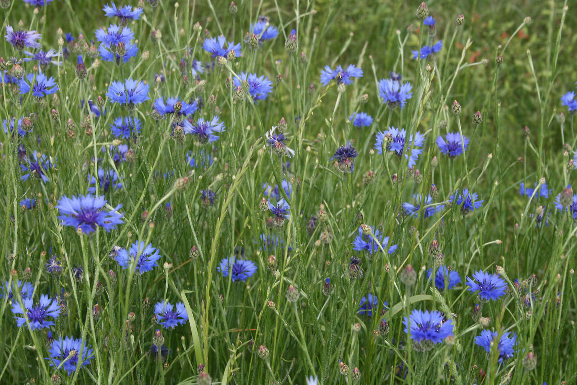 Bachelor's Button (Centaurea cyanus) INTRODUCED. Growing in a roadside meadow in Floyd County, GA. <br />
<br />
Photos taken almost a decade ago, so please excuse the quality!<br />
<figure class="photo"><a href="https://www.jungledragon.com/image/64434/bachelors_button_centaurea_cyanus.html" title="Bachelor&#039;s Button (Centaurea cyanus)"><img src="https://s3.amazonaws.com/media.jungledragon.com/images/3231/64434_thumb.jpg?AWSAccessKeyId=05GMT0V3GWVNE7GGM1R2&Expires=1759968010&Signature=Qgv1xltzPJmif07k30It%2FVrQVFo%3D" width="102" height="152" alt="Bachelor&#039;s Button (Centaurea cyanus) INTRODUCED. Growing in a roadside meadow in Floyd County, GA. <br />
<br />
Photos taken almost a decade ago, so please excuse the quality!<br />
https://www.jungledragon.com/image/64433/bachelors_button_centaurea_cyanus.html<br />
https://www.jungledragon.com/image/64431/bachelors_button_centaurea_cyanus.html<br />
https://www.jungledragon.com/image/64435/bachelors_button_centaurea_cyanus.html Bachelors button,Centaurea cyanus,Geotagged,Spring,United States" /></a></figure><br />
<figure class="photo"><a href="https://www.jungledragon.com/image/64431/bachelors_button_centaurea_cyanus.html" title="Bachelor&#039;s Button (Centaurea cyanus)"><img src="https://s3.amazonaws.com/media.jungledragon.com/images/3231/64431_thumb.jpg?AWSAccessKeyId=05GMT0V3GWVNE7GGM1R2&Expires=1759968010&Signature=jIP5tstdfS5HfQPTSx0D3Y0JaW0%3D" width="102" height="152" alt="Bachelor&#039;s Button (Centaurea cyanus) INTRODUCED. Growing in a roadside meadow in Floyd County, GA. <br />
<br />
Photos taken almost a decade ago, so please excuse the quality!<br />
https://www.jungledragon.com/image/64434/bachelors_button_centaurea_cyanus.html<br />
https://www.jungledragon.com/image/64433/bachelors_button_centaurea_cyanus.html<br />
https://www.jungledragon.com/image/64435/bachelors_button_centaurea_cyanus.html Bachelors button,Centaurea cyanus,Geotagged,Spring,United States" /></a></figure><br />
<figure class="photo"><a href="https://www.jungledragon.com/image/64433/bachelors_button_centaurea_cyanus.html" title="Bachelor&#039;s Button (Centaurea cyanus)"><img src="https://s3.amazonaws.com/media.jungledragon.com/images/3231/64433_thumb.jpg?AWSAccessKeyId=05GMT0V3GWVNE7GGM1R2&Expires=1759968010&Signature=61m%2F92yHeFACCmi3nBCHyuPQPZQ%3D" width="200" height="146" alt="Bachelor&#039;s Button (Centaurea cyanus) INTRODUCED. Growing in a roadside meadow in Floyd County, GA. <br />
<br />
Photos taken almost a decade ago, so please excuse the quality!<br />
https://www.jungledragon.com/image/64434/bachelors_button_centaurea_cyanus.html<br />
https://www.jungledragon.com/image/64431/bachelors_button_centaurea_cyanus.html<br />
https://www.jungledragon.com/image/64435/bachelors_button_centaurea_cyanus.html Bachelors button,Centaurea cyanus,Geotagged,Spring,United States" /></a></figure> Bachelors button,Centaurea cyanus,Geotagged,Spring,United States