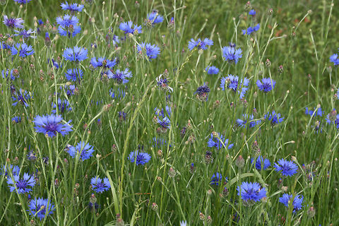 Bachelor's Button (Centaurea cyanus) INTRODUCED. Growing in a roadside meadow in Floyd County, GA. 

Photos taken almost a decade ago, so please excuse the quality!
https://www.jungledragon.com/image/64434/bachelors_button_centaurea_cyanus.html
https://www.jungledragon.com/image/64431/bachelors_button_centaurea_cyanus.html
https://www.jungledragon.com/image/64433/bachelors_button_centaurea_cyanus.html Bachelors button,Centaurea cyanus,Geotagged,Spring,United States
