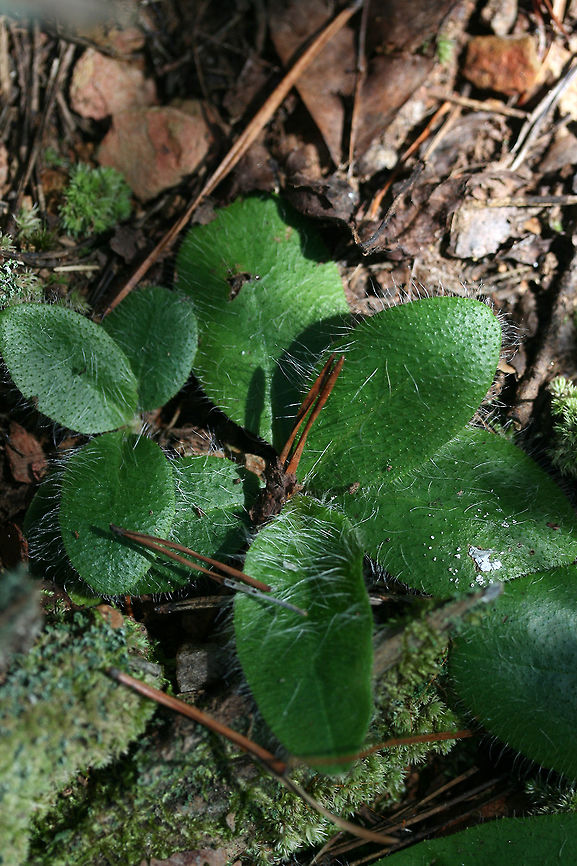 Hawkweed (Hieracium sp.) Growing in a mossy area on the a ridge in a dense mixed hardwood/coniferous forest in NW Georgia (Gordon County). Fall,Geotagged,United States