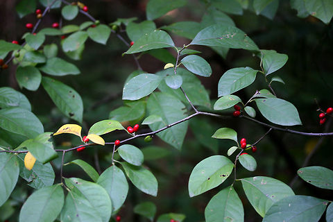 Spicebush (Lindera benzoin) Growing at a dense mixed hardwood/coniferous forest edge (along a dirt road) in Gordon County, GA.

Lindera benzoin is the host plant for several Lepidoptera: The Spice Bush Swallowtail (Papilio troilus), the Promethea Moth (Callosamia promethea), and the Tulip Tree Beauty (Epimecis hortaria).

It is easily recognizable by its red fruits in late summer/fall. It can easily be identified (in any season), by the lemony, camphorous odor its leaves and young branches exude. All parts are forageable. Leaves and twigs can be made into teas whilst the fruit can be dried and ground into a spice (thus the common name).
https://www.jungledragon.com/image/64438/spicebush_lindera_benzoin.html Geotagged,Lindera benzoin,Summer,United States