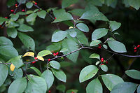 Spicebush (Lindera benzoin) Growing at a dense mixed hardwood/coniferous forest edge (along a dirt road) in Gordon County, GA.<br />
<br />
Lindera benzoin is the host plant for several Lepidoptera: The Spice Bush Swallowtail (Papilio troilus), the Promethea Moth (Callosamia promethea), and the Tulip Tree Beauty (Epimecis hortaria).<br />
<br />
It is easily recognizable by its red fruits in late summer/fall. It can easily be identified (in any season), by the lemony, camphorous odor its leaves and young branches exude. All parts are forageable. Leaves and twigs can be made into teas whilst the fruit can be dried and ground into a spice (thus the common name).<br />
https://www.jungledragon.com/image/64438/spicebush_lindera_benzoin.html Geotagged,Lindera benzoin,Summer,United States