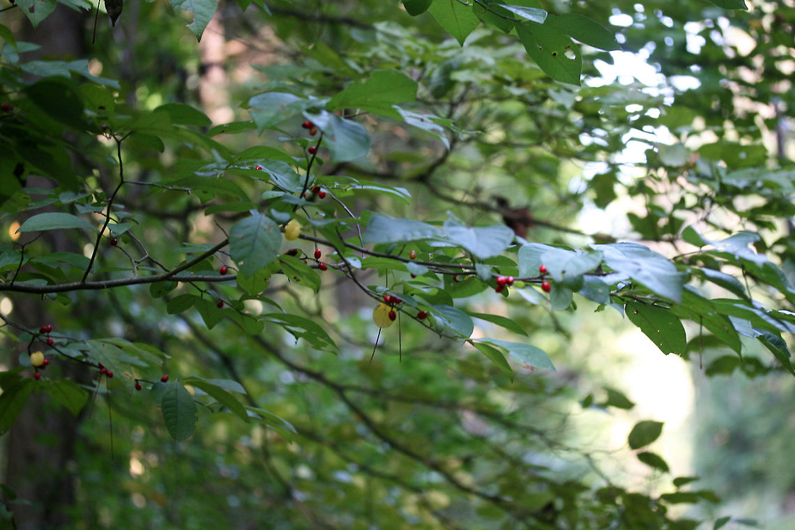 Spicebush (Lindera benzoin) Growing at a dense mixed hardwood/coniferous forest edge (along a dirt road) in Gordon County, GA.<br />
<br />
Lindera benzoin is the host plant for several Lepidoptera: The Spice Bush Swallowtail (Papilio troilus), the Promethea Moth (Callosamia promethea), and the Tulip Tree Beauty (Epimecis hortaria).<br />
<br />
It is easily recognizable by its red fruits in late summer/fall. It can easily be identified (in any season), by the lemony, camphorous odor its leaves and young branches exude. All parts are forageable. Leaves and twigs can be made into teas whilst the fruit can be dried and ground into a spice (thus the common name).<br />
<figure class="photo"><a href="https://www.jungledragon.com/image/64437/spicebush_lindera_benzoin.html" title="Spicebush (Lindera benzoin)"><img src="https://s3.amazonaws.com/media.jungledragon.com/images/3231/64437_thumb.jpg?AWSAccessKeyId=05GMT0V3GWVNE7GGM1R2&Expires=1759968010&Signature=WWYJTurXVpVO6VQaqcTObrgG5KA%3D" width="200" height="134" alt="Spicebush (Lindera benzoin) Growing at a dense mixed hardwood/coniferous forest edge (along a dirt road) in Gordon County, GA.<br />
<br />
Lindera benzoin is the host plant for several Lepidoptera: The Spice Bush Swallowtail (Papilio troilus), the Promethea Moth (Callosamia promethea), and the Tulip Tree Beauty (Epimecis hortaria).<br />
<br />
It is easily recognizable by its red fruits in late summer/fall. It can easily be identified (in any season), by the lemony, camphorous odor its leaves and young branches exude. All parts are forageable. Leaves and twigs can be made into teas whilst the fruit can be dried and ground into a spice (thus the common name).<br />
https://www.jungledragon.com/image/64438/spicebush_lindera_benzoin.html Geotagged,Lindera benzoin,Summer,United States" /></a></figure> Geotagged,Lindera benzoin,Summer,United States