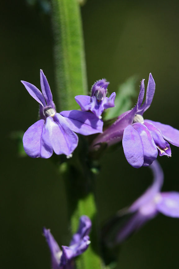 Downy Lobelia (Lobelia puberula) Growing near a dirt road clearing in a dense mixed hardwood/coniferous forest in NW Georgia. <br />
<br />
I initially thought this might be the Great Blue Lobelia, however, the pubescent stalk and flowering parts made me change my ID!<br />
<figure class="photo"><a href="https://www.jungledragon.com/image/64440/downy_lobelia_lobelia_puberula.html" title="Downy Lobelia (Lobelia puberula)"><img src="https://s3.amazonaws.com/media.jungledragon.com/images/3231/64440_thumb.jpg?AWSAccessKeyId=05GMT0V3GWVNE7GGM1R2&Expires=1759968010&Signature=qRc7zloeuxnoEdFoIHKkOtRNl3w%3D" width="102" height="152" alt="Downy Lobelia (Lobelia puberula) Growing near a dirt road clearing in a dense mixed hardwood/coniferous forest in NW Georgia. <br />
<br />
I initially thought this might be the Great Blue Lobelia, however, the pubescent stalk and flowering parts made me change my ID!<br />
https://www.jungledragon.com/image/64439/downy_lobelia_lobelia_puberula.html Geotagged,Lobelia puberula,Summer,United States" /></a></figure> Geotagged,Great Blue Lobelia,Lobelia puberula,Lobelia siphilitica,Summer,United States