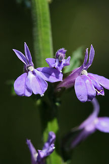 Downy Lobelia (Lobelia puberula) Growing near a dirt road clearing in a dense mixed hardwood/coniferous forest in NW Georgia. 

I initially thought this might be the Great Blue Lobelia, however, the pubescent stalk and flowering parts made me change my ID!
https://www.jungledragon.com/image/64440/downy_lobelia_lobelia_puberula.html Geotagged,Great Blue Lobelia,Lobelia puberula,Lobelia siphilitica,Summer,United States