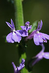 Downy Lobelia (Lobelia puberula) Growing near a dirt road clearing in a dense mixed hardwood/coniferous forest in NW Georgia. <br />
<br />
I initially thought this might be the Great Blue Lobelia, however, the pubescent stalk and flowering parts made me change my ID!<br />
https://www.jungledragon.com/image/64440/downy_lobelia_lobelia_puberula.html Geotagged,Great Blue Lobelia,Lobelia puberula,Lobelia siphilitica,Summer,United States