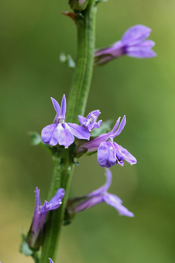 Downy Lobelia (Lobelia puberula) Growing near a dirt road clearing in a dense mixed hardwood/coniferous forest in NW Georgia. <br />
<br />
I initially thought this might be the Great Blue Lobelia, however, the pubescent stalk and flowering parts made me change my ID!<br />
<figure class="photo"><a href="https://www.jungledragon.com/image/64439/downy_lobelia_lobelia_puberula.html" title="Downy Lobelia (Lobelia puberula)"><img src="https://s3.amazonaws.com/media.jungledragon.com/images/3231/64439_thumb.jpg?AWSAccessKeyId=05GMT0V3GWVNE7GGM1R2&Expires=1759968010&Signature=5O2xFZfo1UR5ihw3N4L7ZGaa%2BLI%3D" width="102" height="152" alt="Downy Lobelia (Lobelia puberula) Growing near a dirt road clearing in a dense mixed hardwood/coniferous forest in NW Georgia. <br />
<br />
I initially thought this might be the Great Blue Lobelia, however, the pubescent stalk and flowering parts made me change my ID!<br />
https://www.jungledragon.com/image/64440/downy_lobelia_lobelia_puberula.html Geotagged,Great Blue Lobelia,Lobelia puberula,Lobelia siphilitica,Summer,United States" /></a></figure> Geotagged,Lobelia puberula,Summer,United States