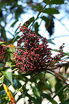Winged Sumac (Rhus copallinum) Growing near the edge of a pine forest in NE Alabama (Etowah County).<br />
https://www.jungledragon.com/image/64443/winged_sumac_rhus_copallinum.html<br />
<br />
This species of sumac can be differentiated from Rhus glabra by its untoothed leaflets and midribs with leafy ridges (wings). Look closely at the photo attached to see the "wings." Geotagged,Rhus copallinum,Summer,United States